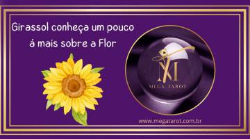Girassol conhea um pouco  mais sobre a Flor