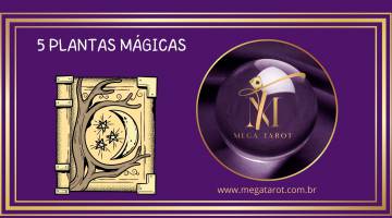 5 PLANTAS MGICAS ESSENCIAIS PARA A BRUXA NATURAL
